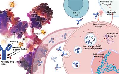 Antibody-drug conjugates in urinary tumors: clinical application, challenge, and perspectives